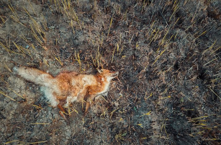 Φωτογραφία αρχείου που απεικονίζει μια νεκρή αλεπού 