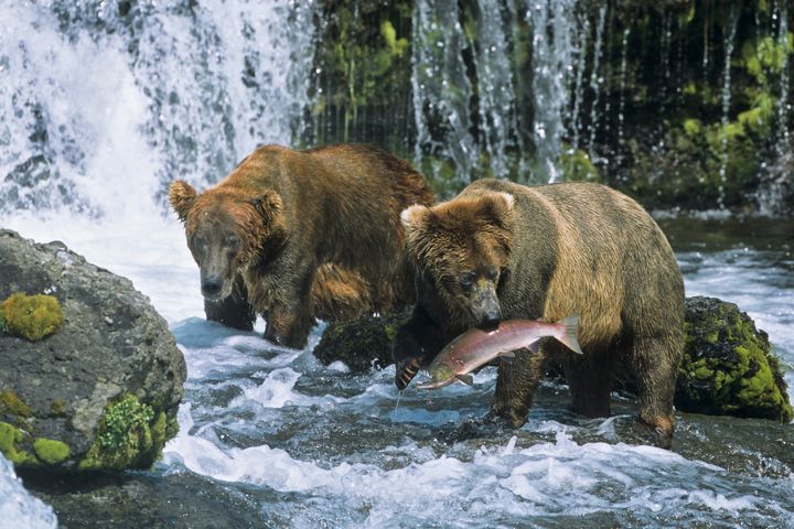Two brown bears (not 909 and 910) fishing for salmon at Katmai National Park.