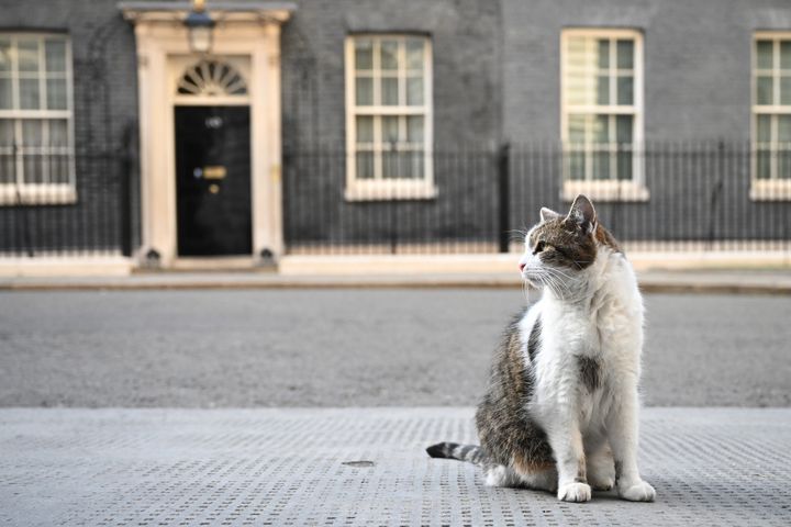 Larry the Downing Street cat sits on the pavement in front of 10 Downing Street.