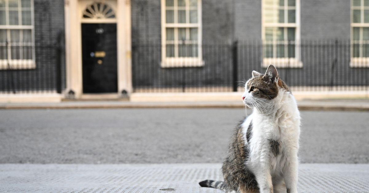 Larry The Downing Street Cat Goes Viral After Chasing Off A Fox From ...