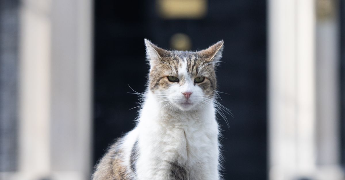 ネズミ捕り長官の猫のラリー、キツネまで追い払う【動画