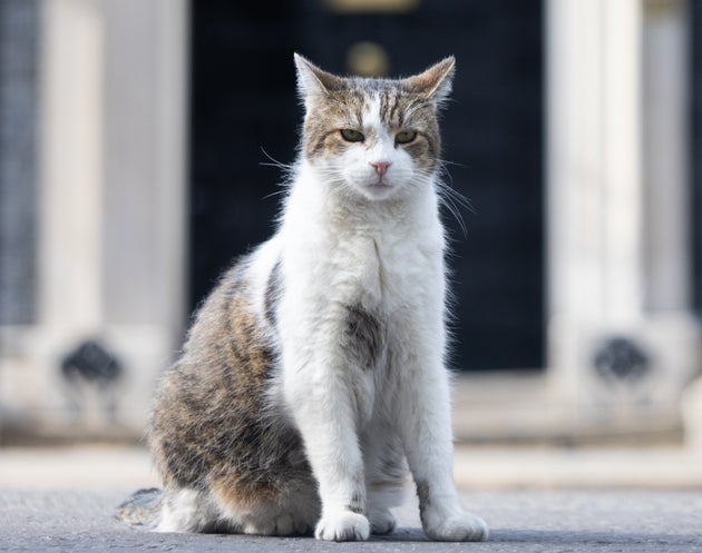 「ネズミ捕り長官」猫のラリー