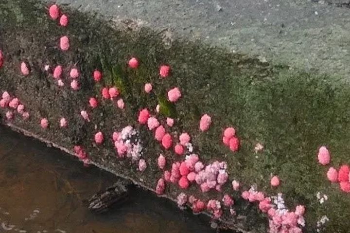 ピンク色の外来種の巻き貝「ジャンボタニシ」の卵［農林水産省提供］