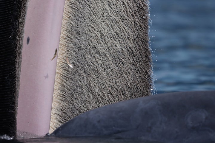 The beauty of baleen by Katanyou Wuttichaitanakorn, winner of the Young Wildlife Photography of the Year 15-17 years category. 