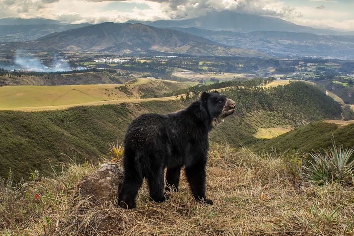 Spectacled bear's slim outlook by Daniel Mideros, winner Animals in their Environment category. 