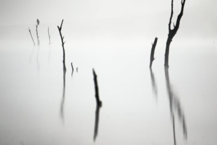 Out of the fog by Ismael Dominguez Gutierrez, winner of the Young Wildlife Photography of the Year 11-14 years category. 