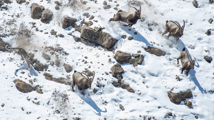 The great cliff chase by Anand Nambiar, winner of the Behaviour: Mammals category. 