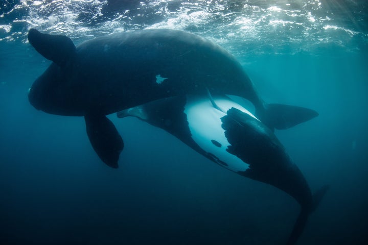 New life for the tohora by Richard Robinson, winner of the Oceans: The Bigger Picture category. 