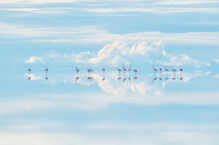Heavenly flamingos by Junji Takasago, winner of the Natural Artistry category. 