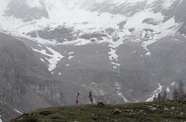 Battle stations by Ekaterina Bee, winner of the Young Wildlife Photography of the Year 10 Years and Under category. 