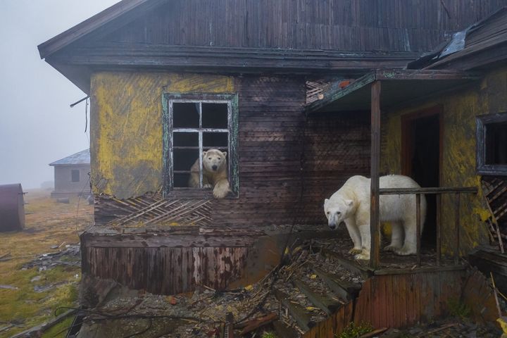 House of bears by Dmitry Kokh, winner of the Urban Wildlife category. 