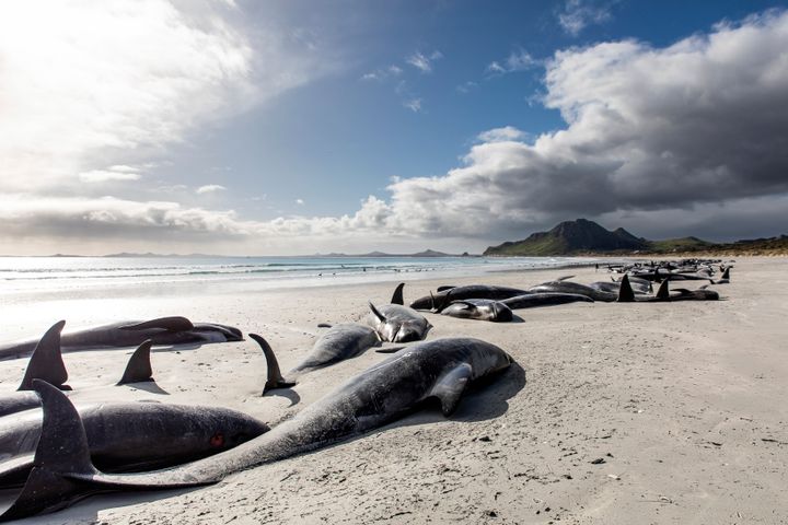 A row of dead pilot whales line the beach at Tupuangi Beach, Chatham Islands, Chatham Archipelago, New Zealand.