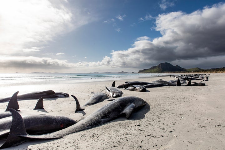 A string of dead pilot whales line the beach at Tupuangi Beach, Chatham Islands, in New Zealand's Chatham Archipelago.