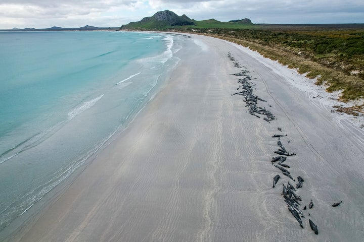 Some 477 pilot whales have died after stranding themselves on two remote New Zealand beaches over recent days, officials say.