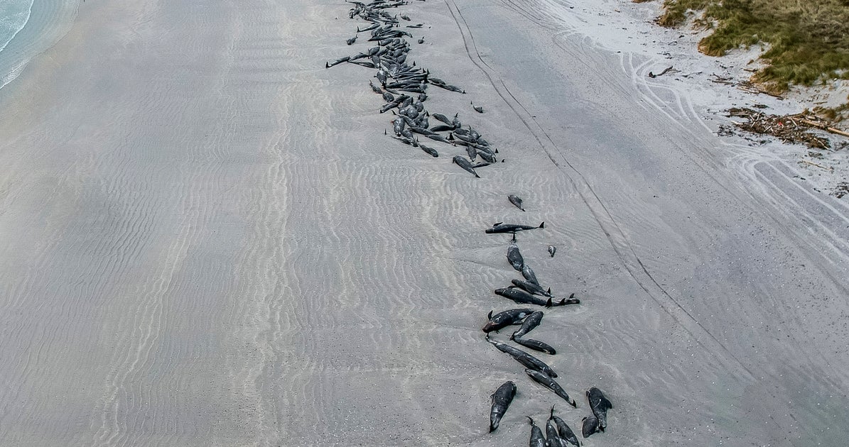 Nearly 500 Pilot Whales Perish After Stranding Themselves On New Zealand Beaches - Vimarsana News