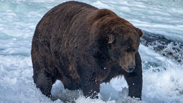 Christened 747, the winning brown bear weighs around 1,400 pounds.