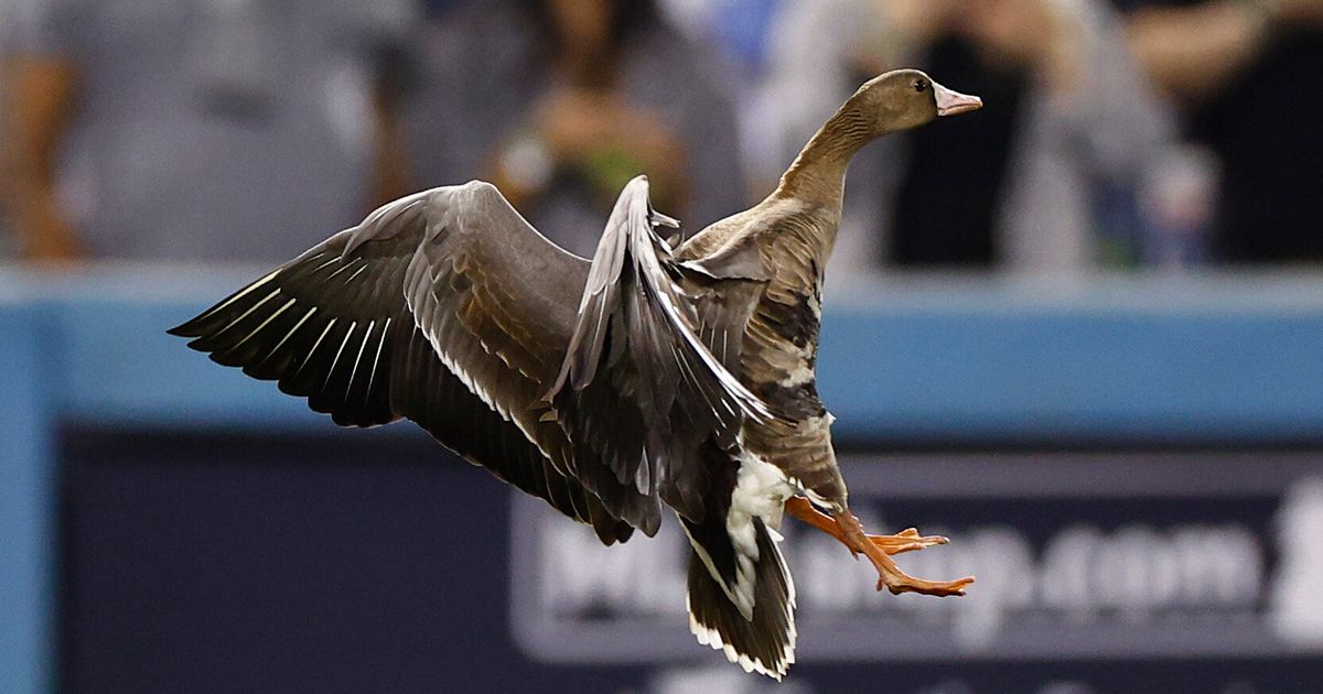 Goose On The Loose! Security Scrambles To Catch Rogue Bird During Dodgers Game