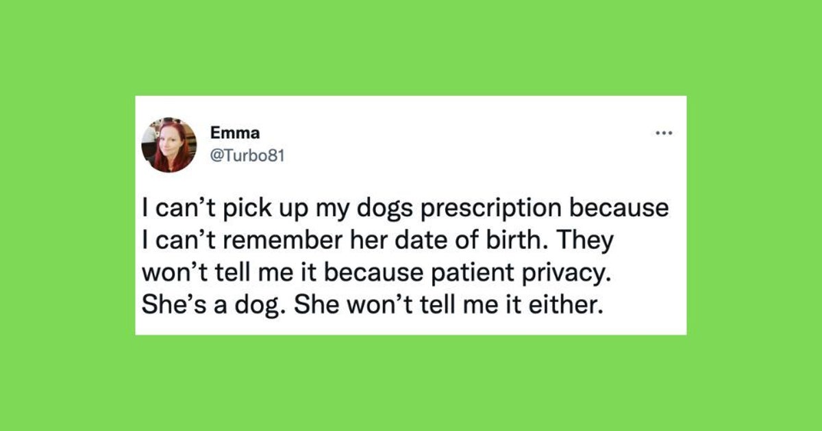 20 Of The Funniest Tweets About Cats And Dogs This Week - Vimarsana News