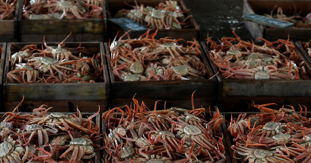 Alaskan Snow Crab Season Canceled After 90% Of Population Disappears Alaskan Snow Crab Season Canceled After 90% Of Population Disappears