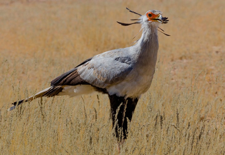 世界の鳥類、半分が個体数減少「私たちは鳥たちのメッセージを無視して