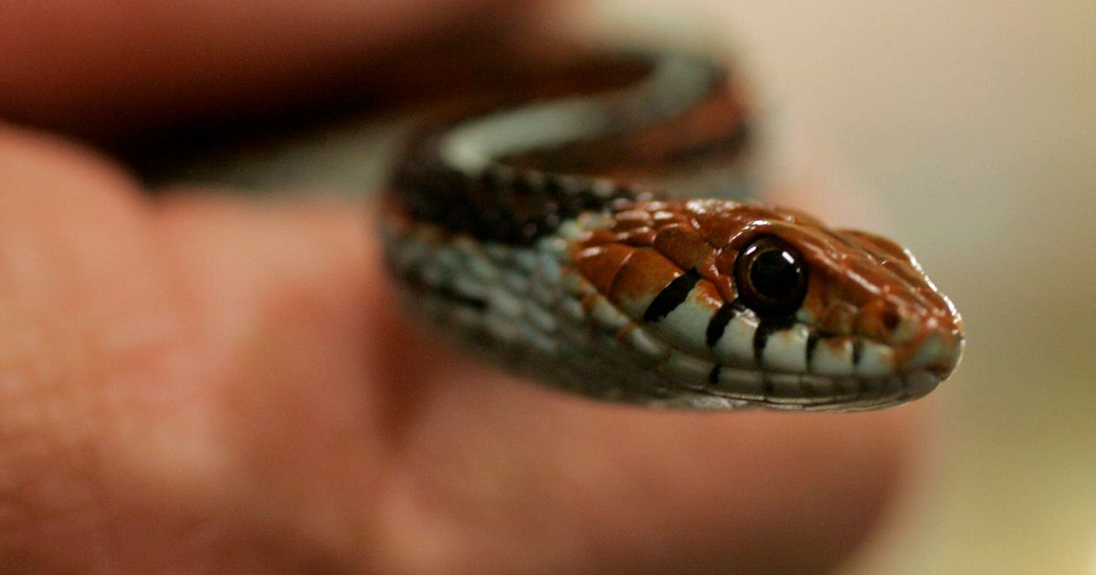 Sssurprise! Snake Hitches A Ride On Flight To New Jersey