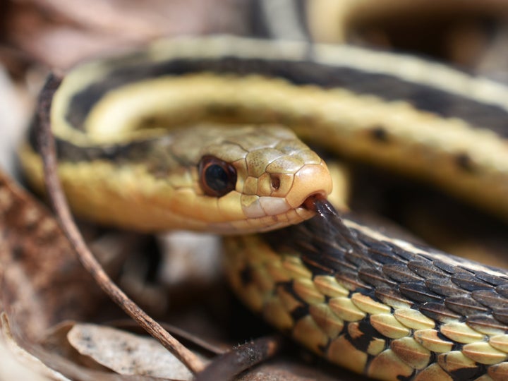 Garter snakes are common throughout Florida and usually range between 18 to 26 inches in length.