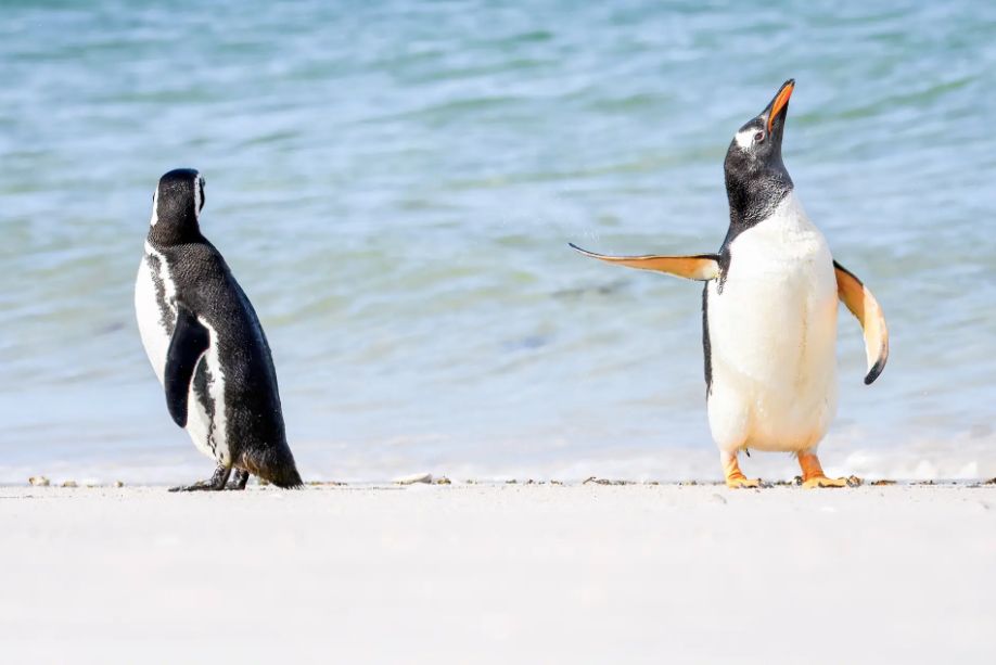 Δύο πιγκουίνοι gentoo, Φώκλαντς