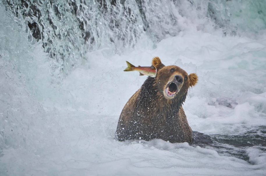 Ατίθασος χαστουκίζει αρκούδα, αρνούμενος να γίνει το γεύμα της, Αλάσκα