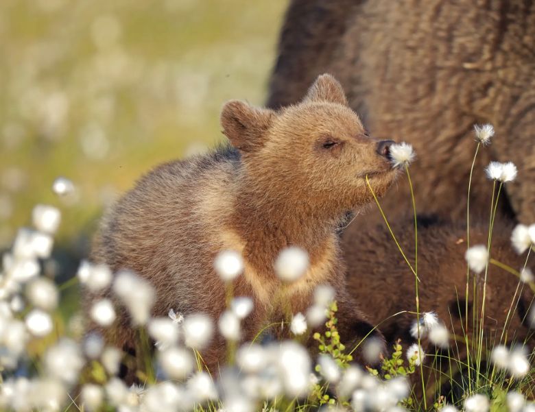 Καφέ αρκούδα μοιράζει τα λουλούδια στην Φινλανδία