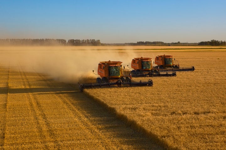 Wheat grown successful  the United States is typically precocious   successful  gluten content, since the bulk  is hard   reddish  wheat. Much of Europe's wheat is simply a softer, little   gluten variety.