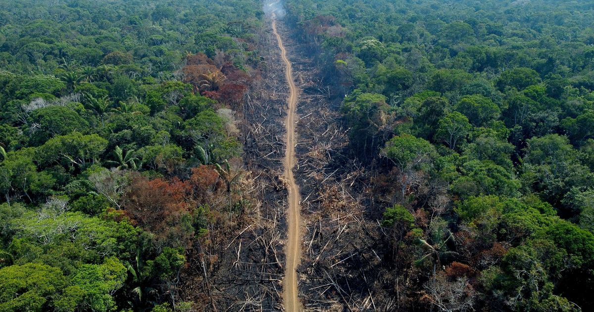 The Planet Made A Significant Pledge To Conclude Deforestation. It Straight away Fell Off Keep track of.