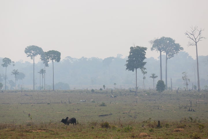 Cattle graze amid smoke caused by fires along a highway in Manicoré in Brazil's Amazonas state in September. Deforestation in the Amazon rainforest has surged under far-right President Jair Bolsonaro. 