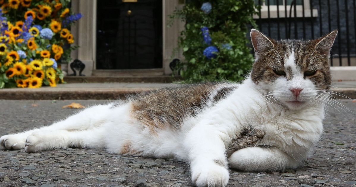 Le « chef Mouser » Larry le chat a maintenant survécu à 4 premiers ministres britanniques