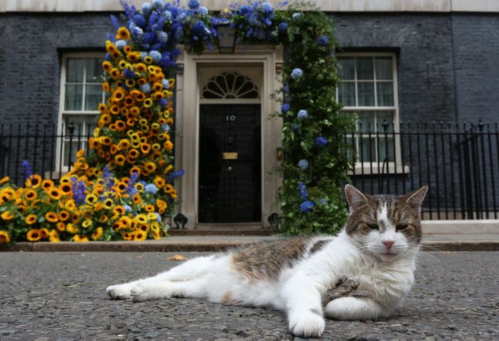 Larry the Cat at No. 10 Downing St., lying in front of a flower display commemorating Ukrainian Independence Day on Aug. 24.