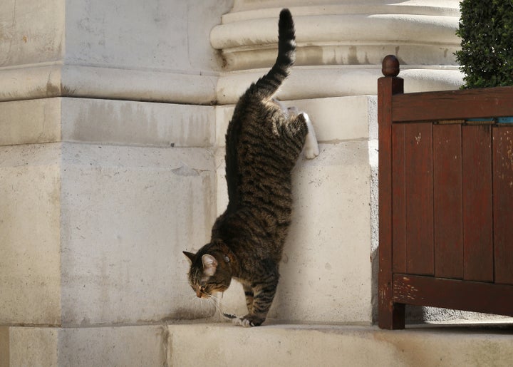 Freya, Larry's temporary co-mouser, in 2014.