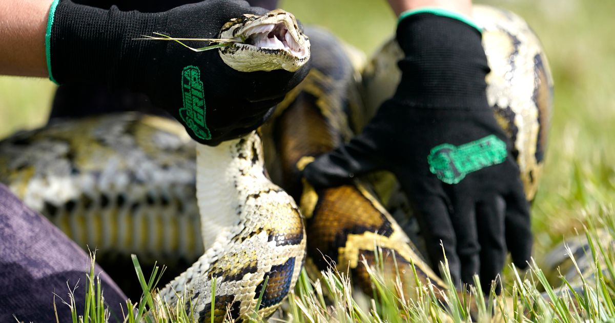230 Pythons Taken From Florida Everglades In Annual Contest