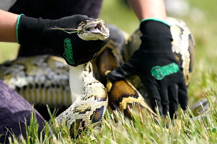 FILE - A Burmese python is held during a safe capture demonstration on June 16, 2022, in Miami. Florida wildlife officials said Thursday, Oct. 20, 2022, that 1,000 hunters from 32 states and as far away as Canada and Latvia removed 231 Burmese pythons during the 10-day competition known as the Florida Python Challenge, an annual competition to eliminate the invasive species from the South Florida wetlands preserve. (AP Photo/Lynne Sladky, File)