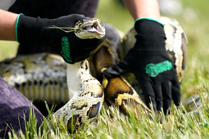 FILE - A Burmese python is held during a safe capture demonstration on June 16, 2022, in Miami. Florida wildlife officials said Thursday, Oct. 20, 2022, that 1,000 hunters from 32 states and as far away as Canada and Latvia removed 231 Burmese pythons during the 10-day competition known as the Florida Python Challenge, an annual competition to eliminate the invasive species from the South Florida wetlands preserve. (AP Photo/Lynne Sladky, File)