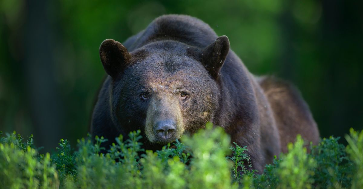 Woman Escapes Bear Attack By Punching It In The Face