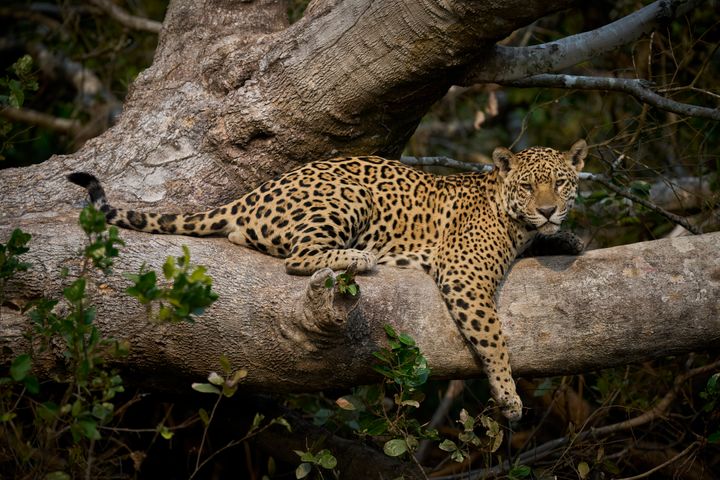 Jaguar resting on a hot day
