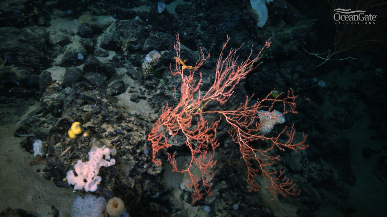 Détail de la chaîne de montagnes Nargeolet-Fanning, près de l'épave du Titanic.