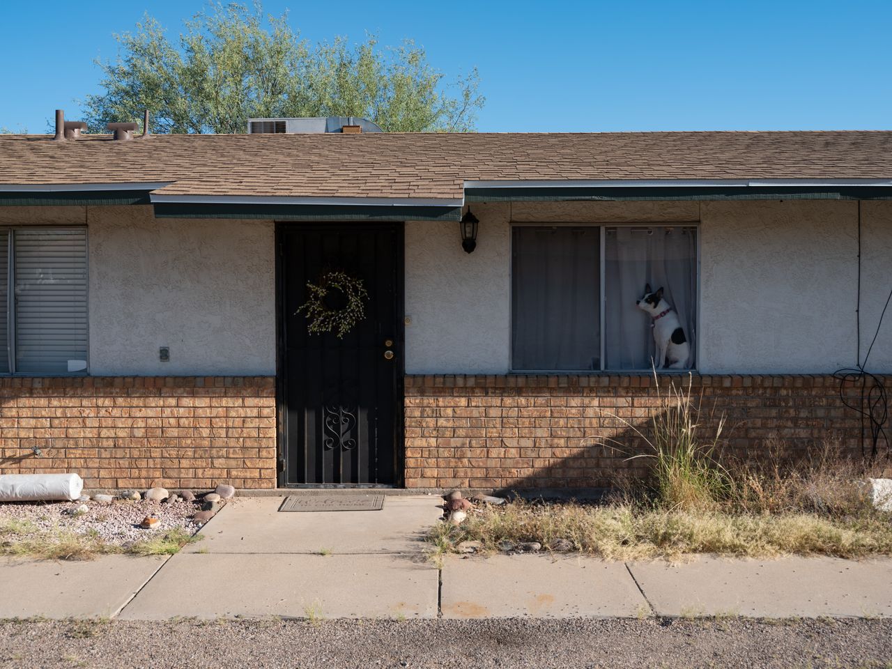 A dog sits in a window at a home in Tucson.