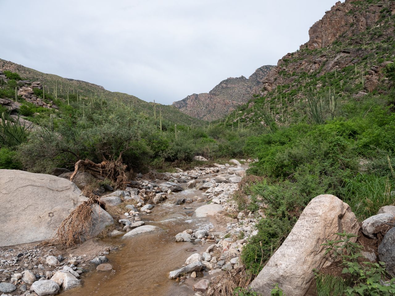 With lush greenery and water flowing in the river wash, Pima Canyon came alive after weeks of monsoon rains.