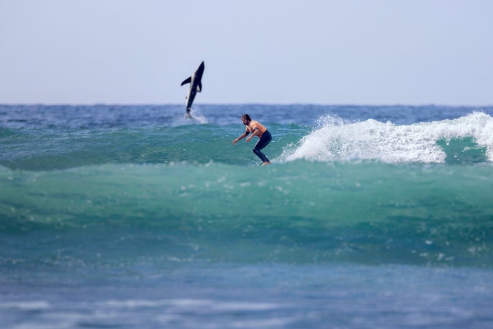 A great white shark breaches while Tyler Warren surfs at San Onofre in Southern California.