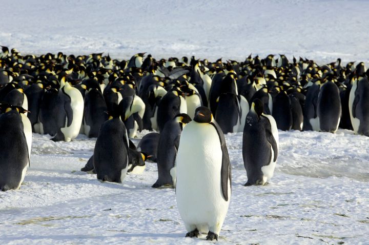 Οι αυτοκρατορικοί πιγκουίνοι στο Ντιμόν Ντ' Αρβίλ (Dumont d'Urville), στην Ανταρκτική.
