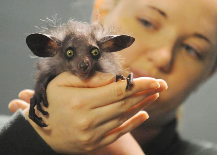 An aye-aye, also known as a long-fingered lemur