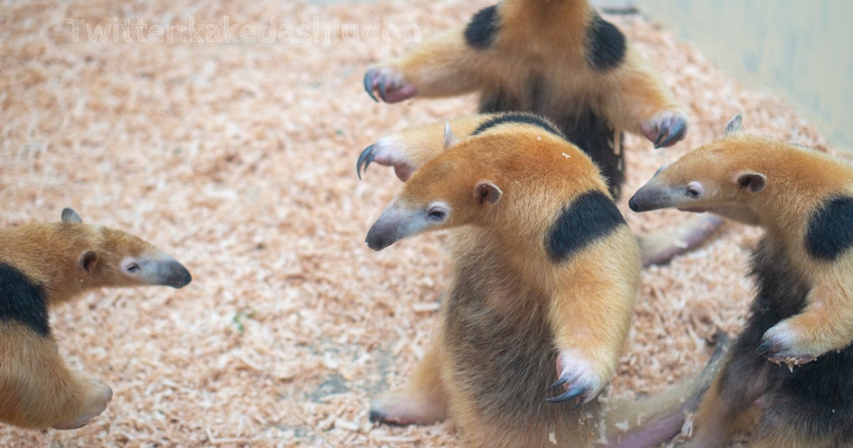 4匹のミナミコアリクイが仁王立ちで威嚇のポーズ 動物園で撮影された 奇跡の1枚 がこれだ ハフポスト News