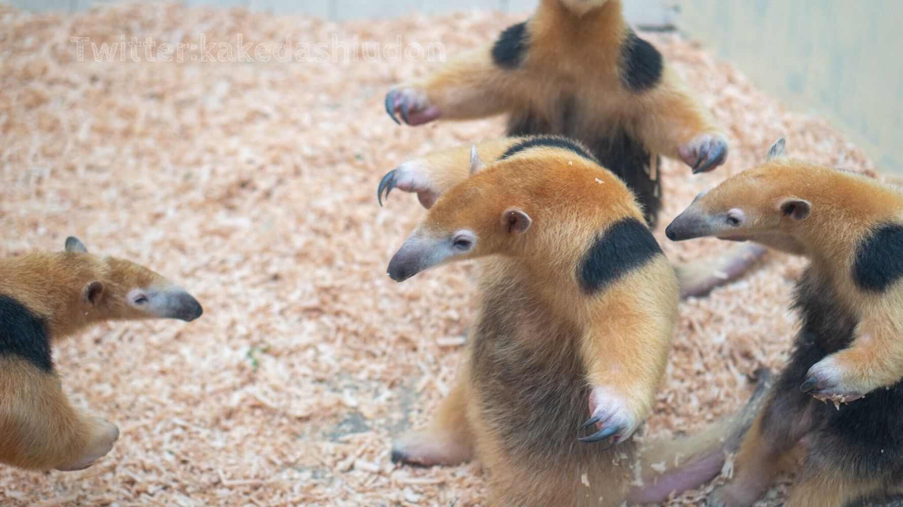 4匹のミナミコアリクイが仁王立ちで威嚇のポーズ 動物園で撮影された 奇跡の1枚 がこれだ ハフポスト News