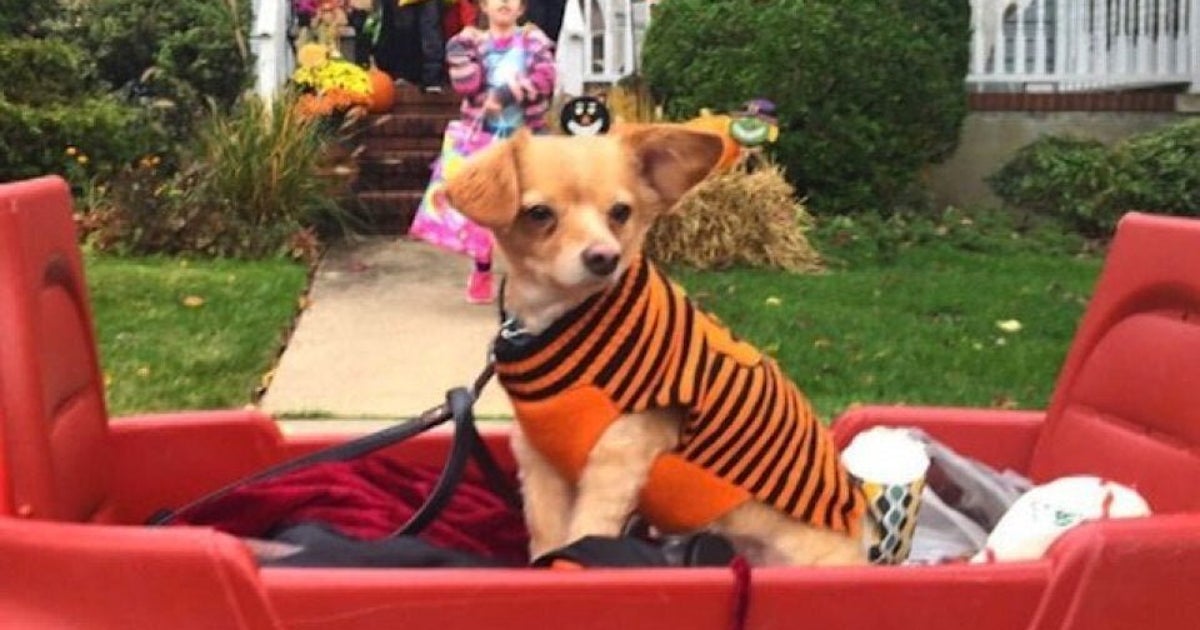 The Best Pet Costumes From HuffPost's 'Howloween' HuffPost Videos