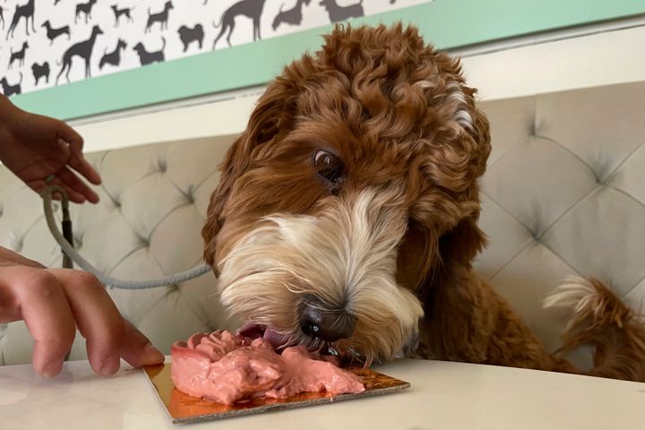 A dog eats a dish at the Dogue restaurant in San Francisco. (AP Photo/Haven Daley)